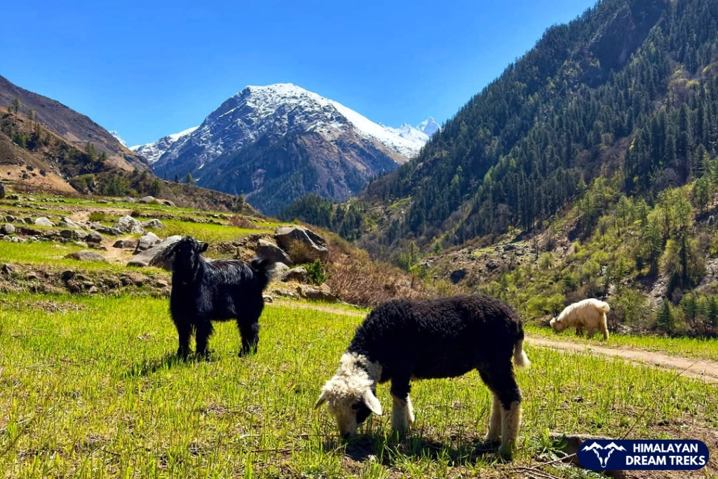 Lambs grazing on fresh grass with mountains in the background