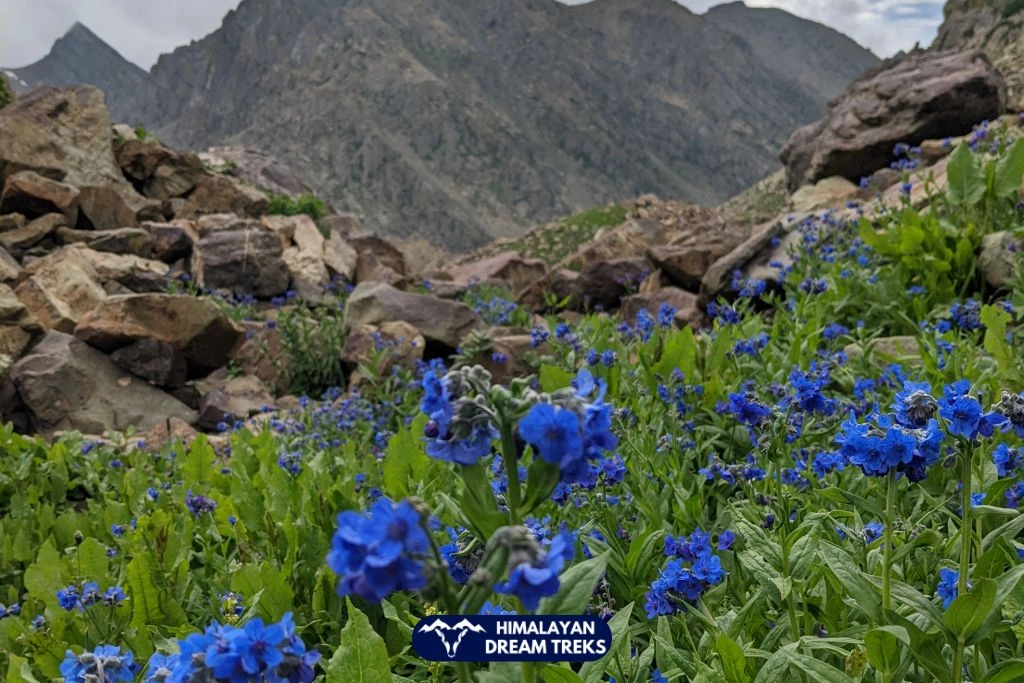 Blue wildflowers blooming in rocky terrain on Kashmir Great Lakes Trek route