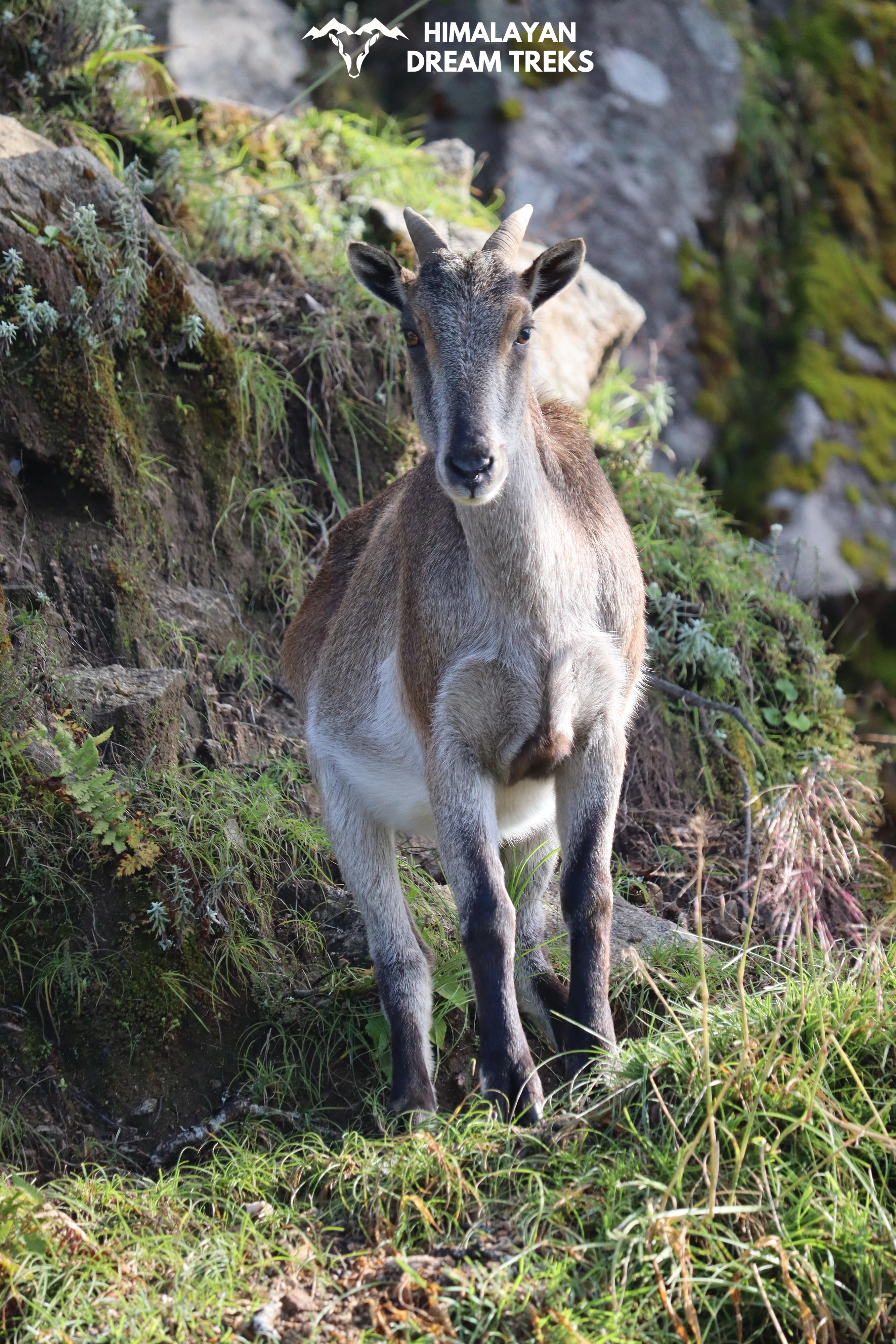 Blue Sheep in Kedarnath Wildlife Sanctuary