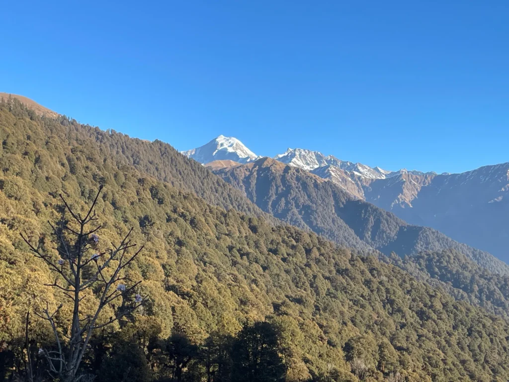 Dense oak forest during Dayara Bugyal