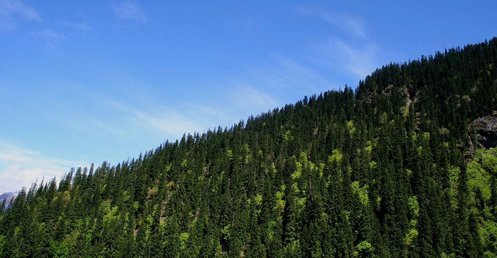 Pine & Birch forests on way to Zirmi Thaatch