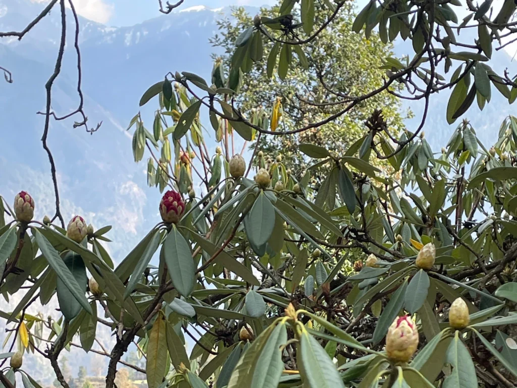 Rhododendron in the pre-bloom phase