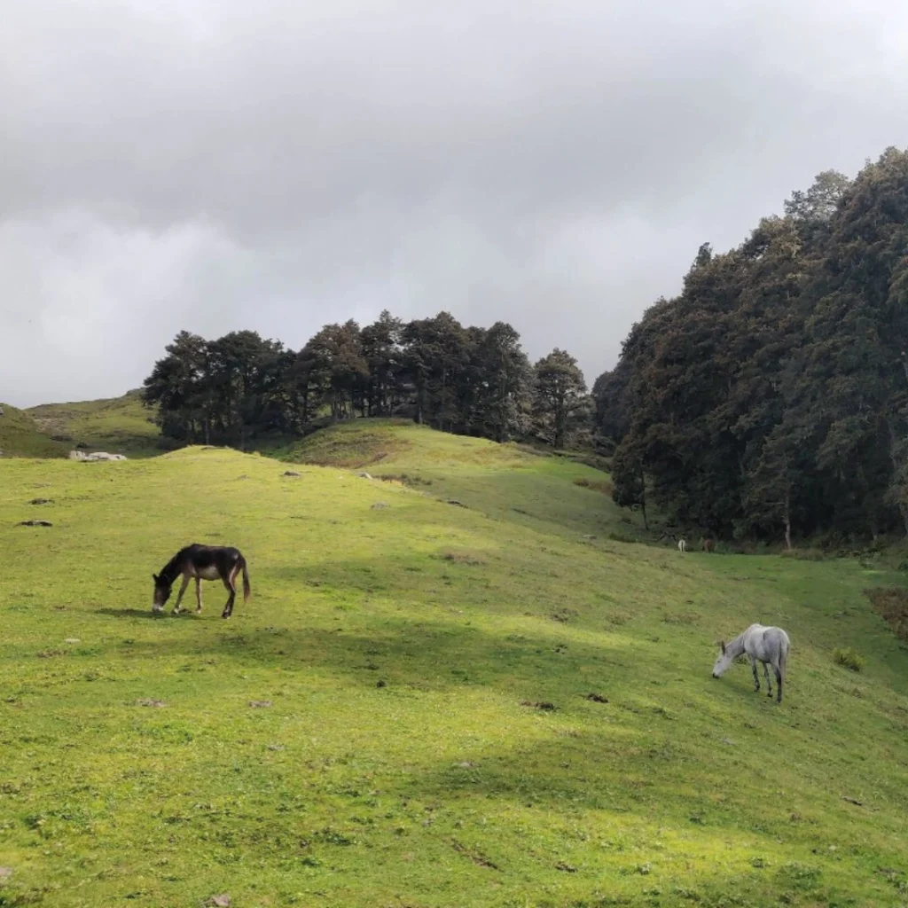 Horse peacefully grazing in Auli Bugyal 