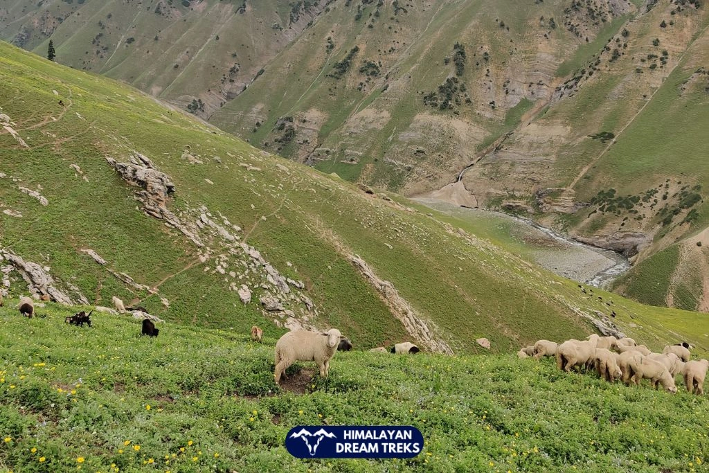 Sheep grazing on green slopes along Kashmir Great Lakes Trek trail