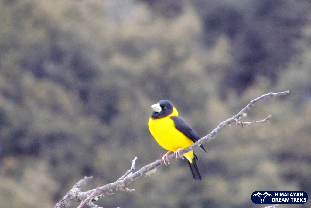 Title: Black-and-Yellow Grosbeak Bird Fauna in trekking route
