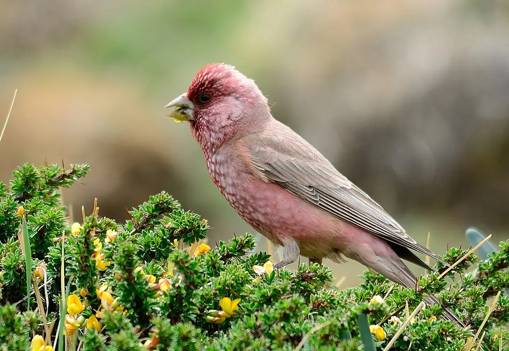 Great Rosefinch male (Carpodacus severtzovi) from Kibber