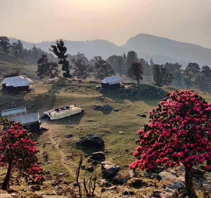 Bright red rhododendron flowers along the meadows of Chopta Bugyal