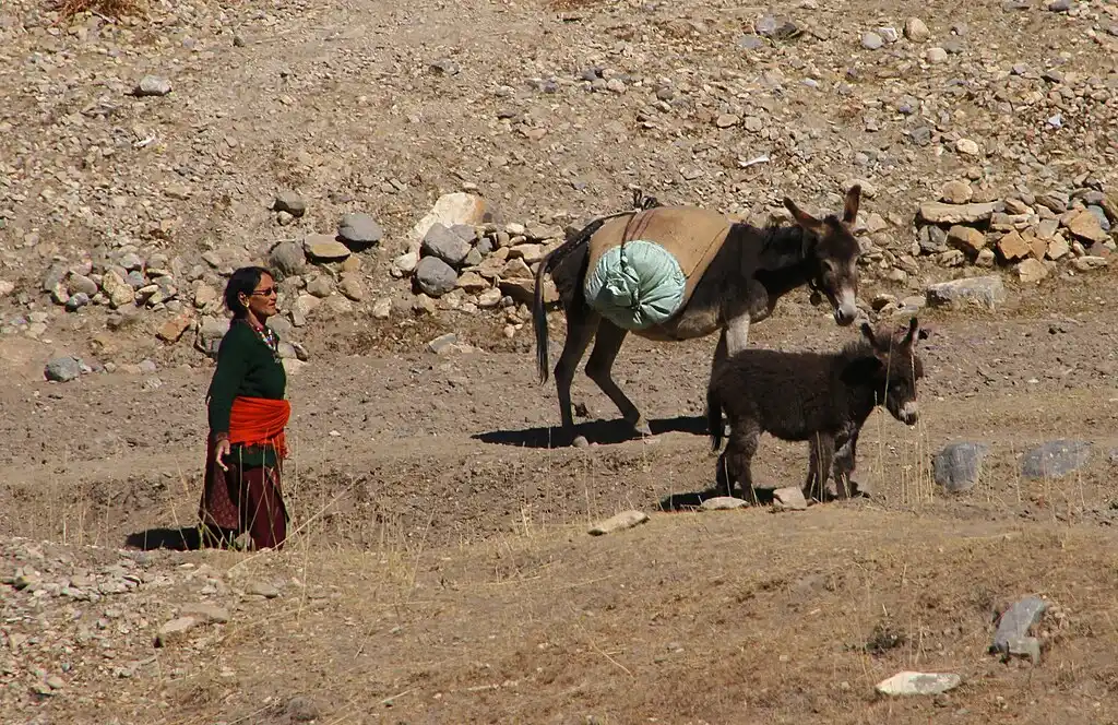 Day to day life in Kibber Village