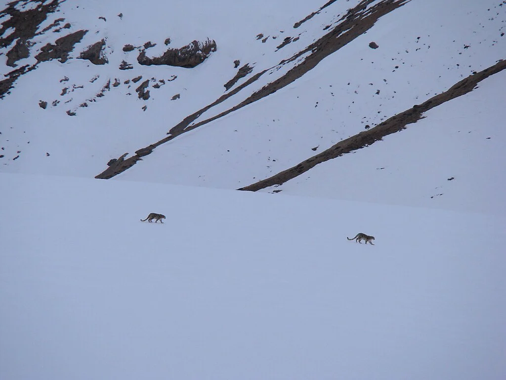 Snow leopards in Spiti