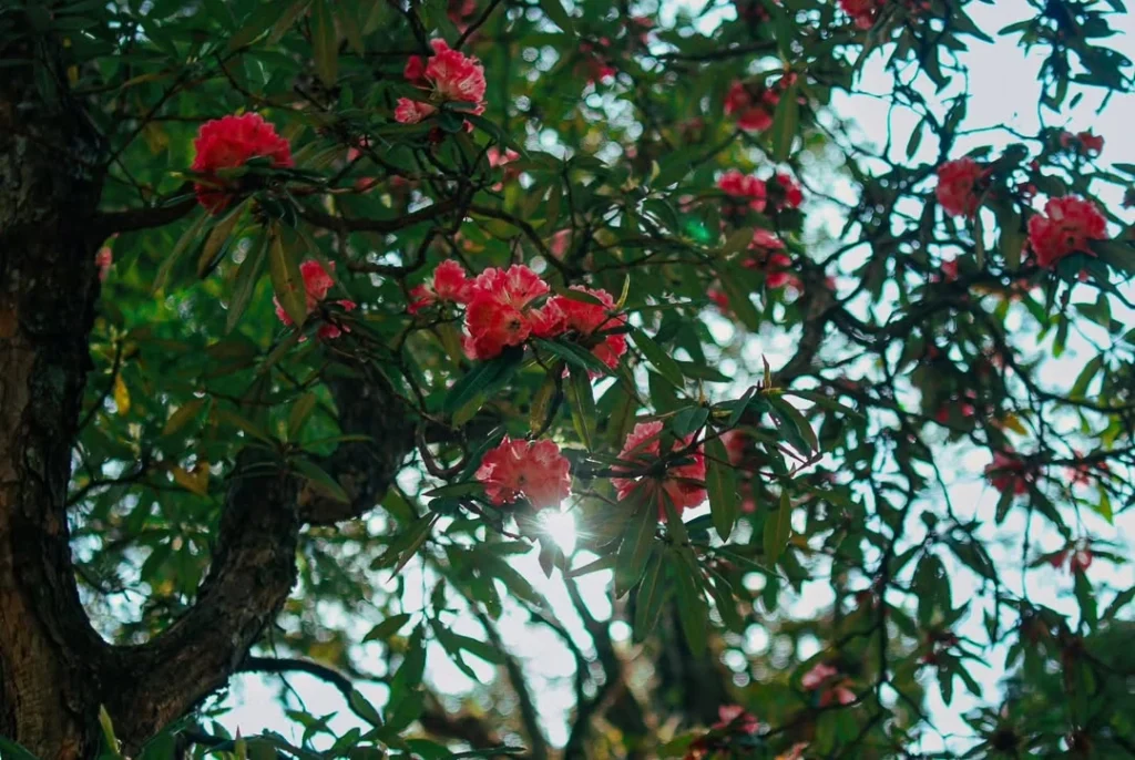 Rhododendron flowers showing the natural beauty of the area