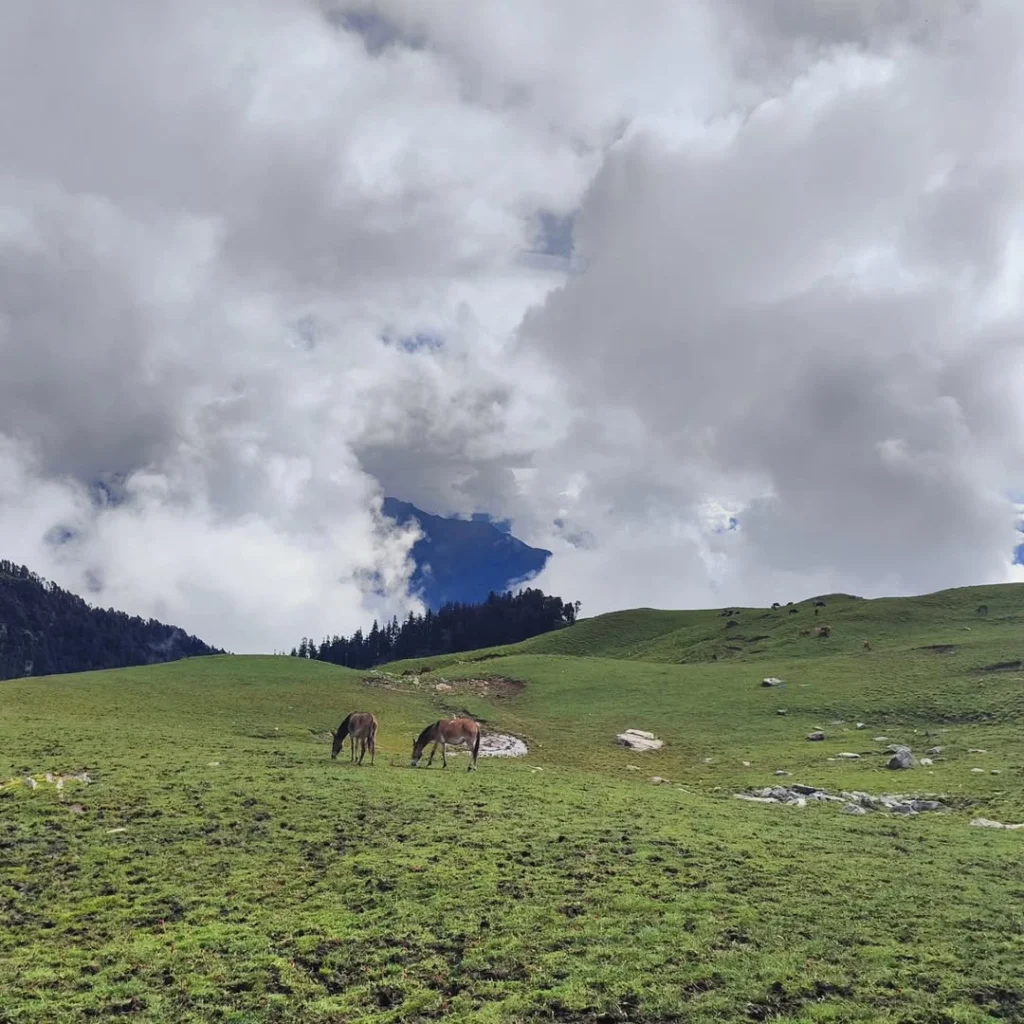 Horse Grazing in Panar Bugyal