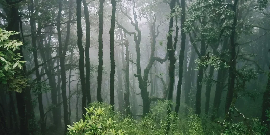 Binsar Wildlife Sanctuary