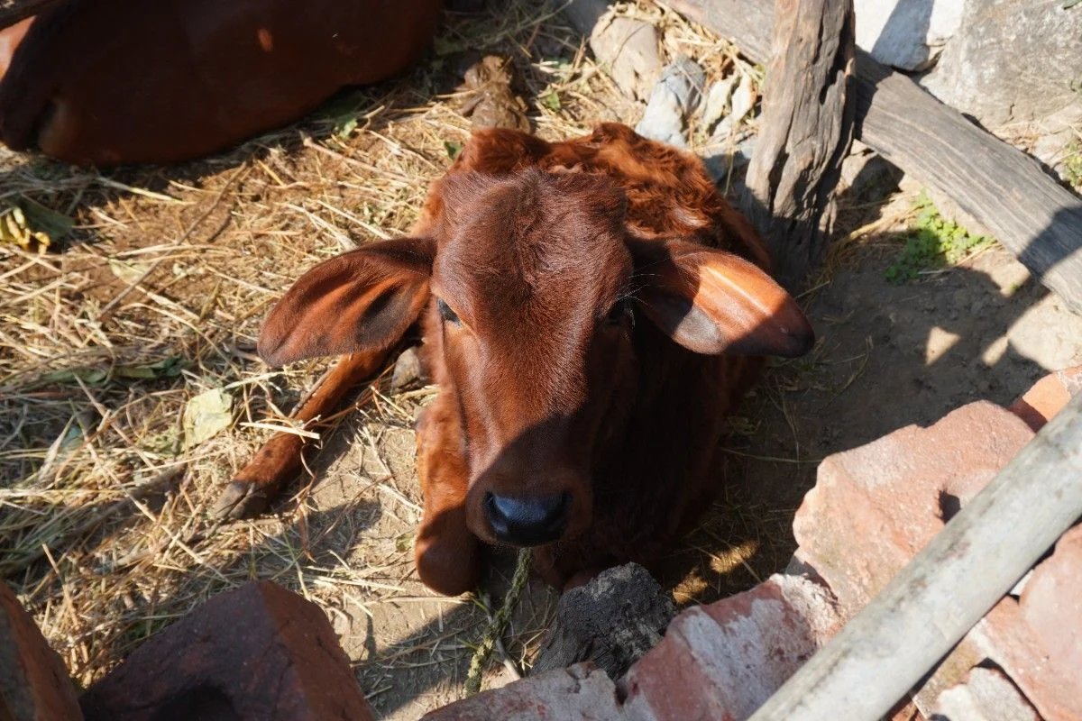 Calf on Kunjapuri Trail