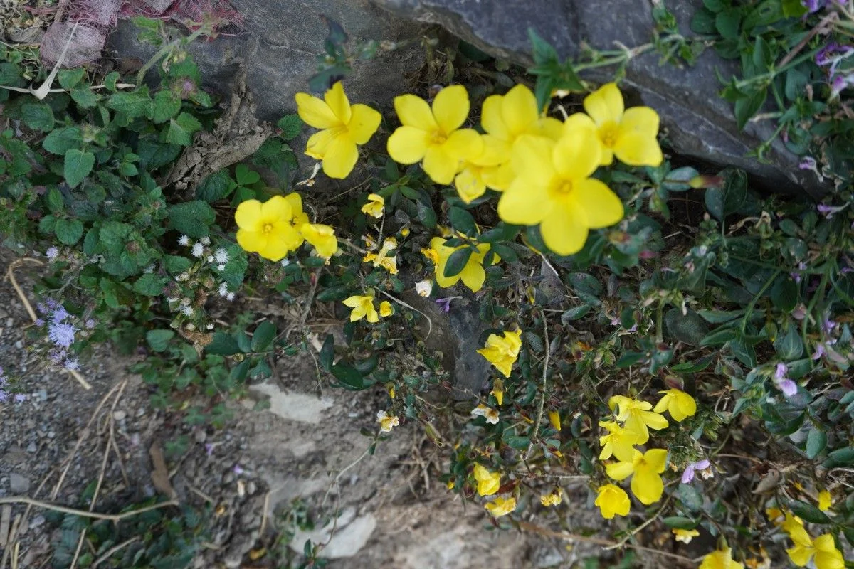 Floyi (Reinwardtia indica)