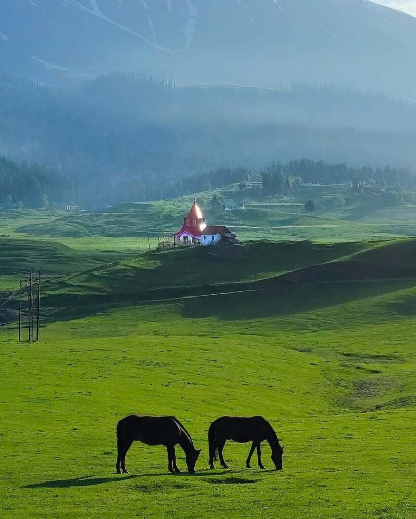 Horse grazing in a green Gulmarg meadow 