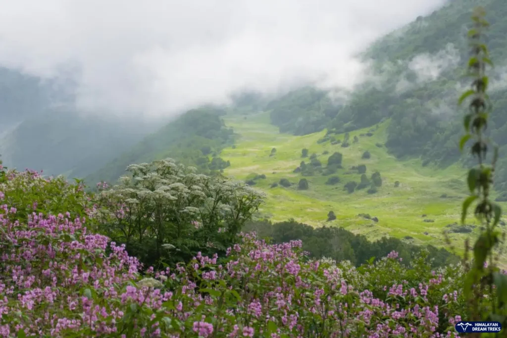 Valley of Flowers