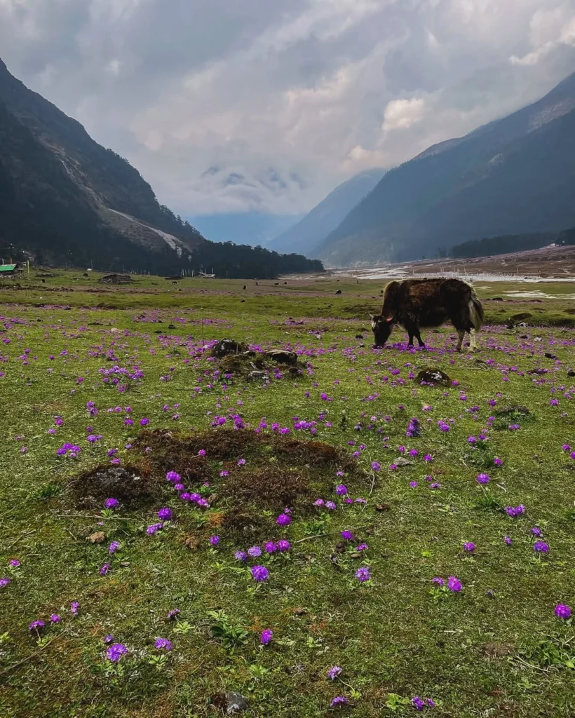 Light flowers in the Yumthang meadow