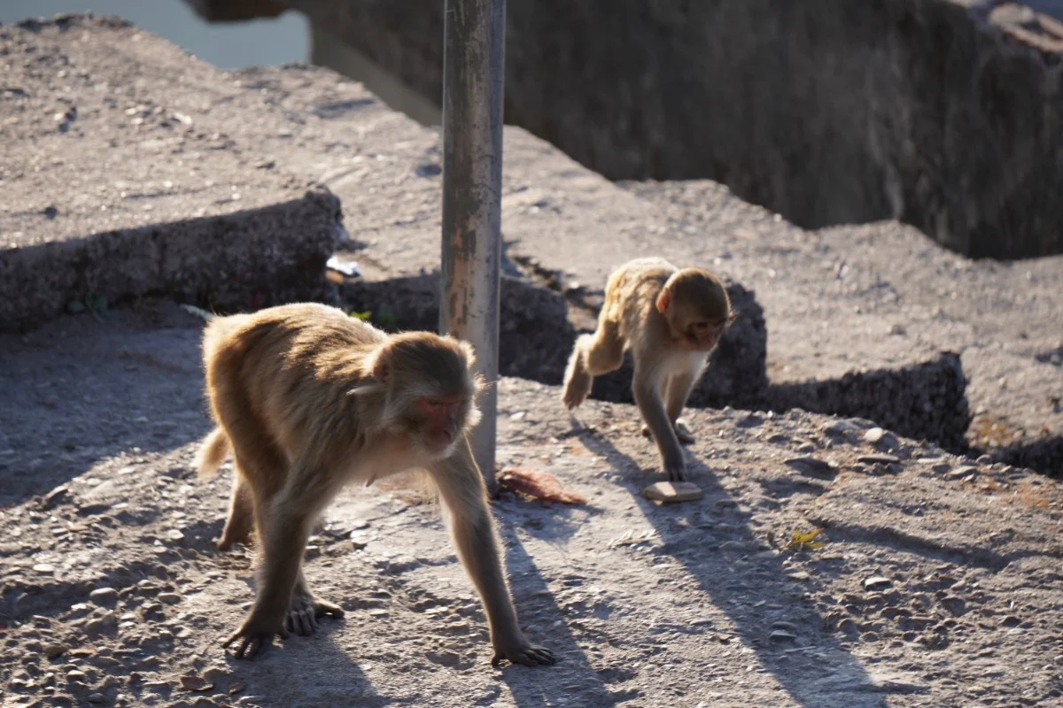 monkey in kunjapuri temple