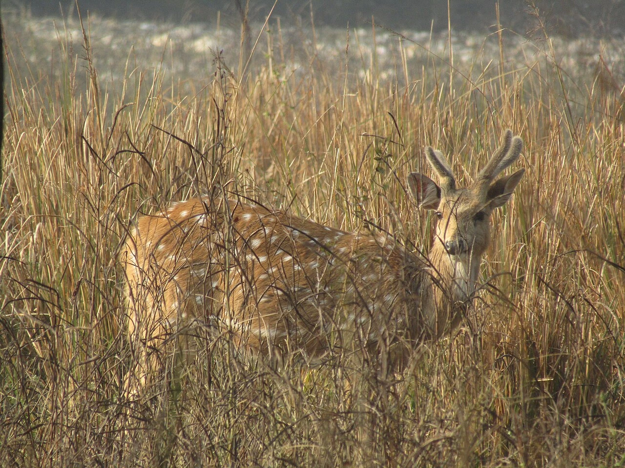 Deer at Rajaji National Park