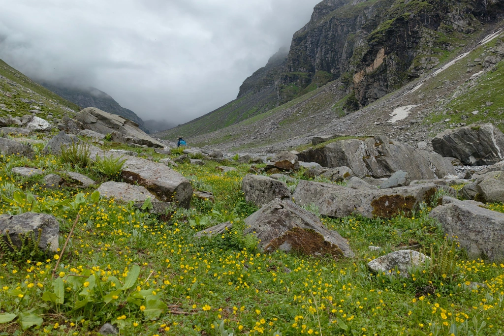 Green meadows covered with tiny wildflowers along the trek