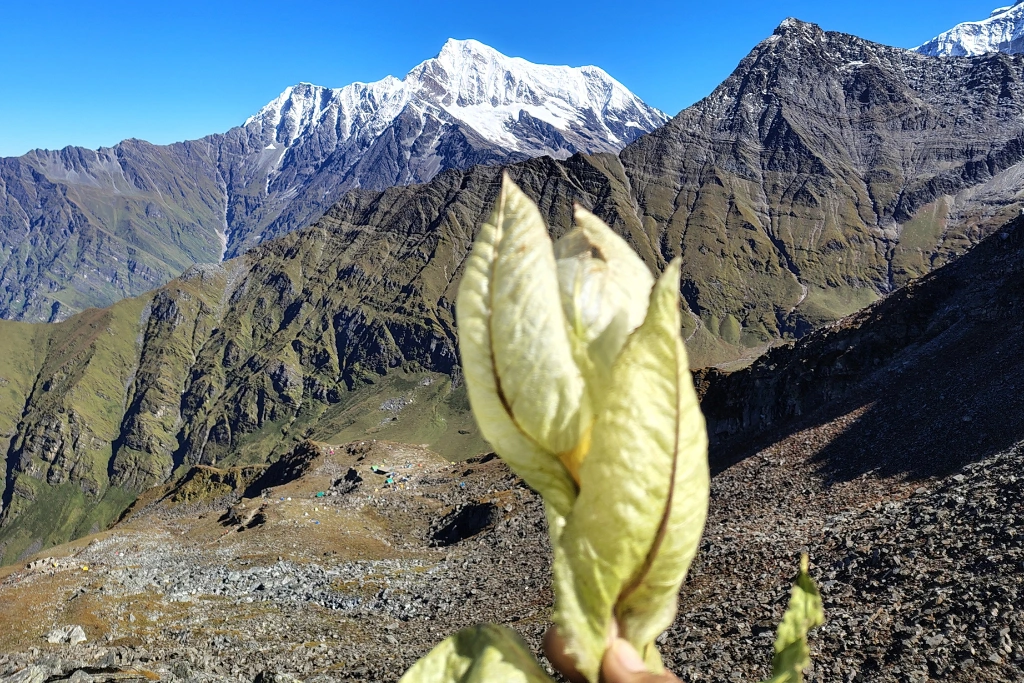 Brahma Kamal Flower on Roopkund Trek
