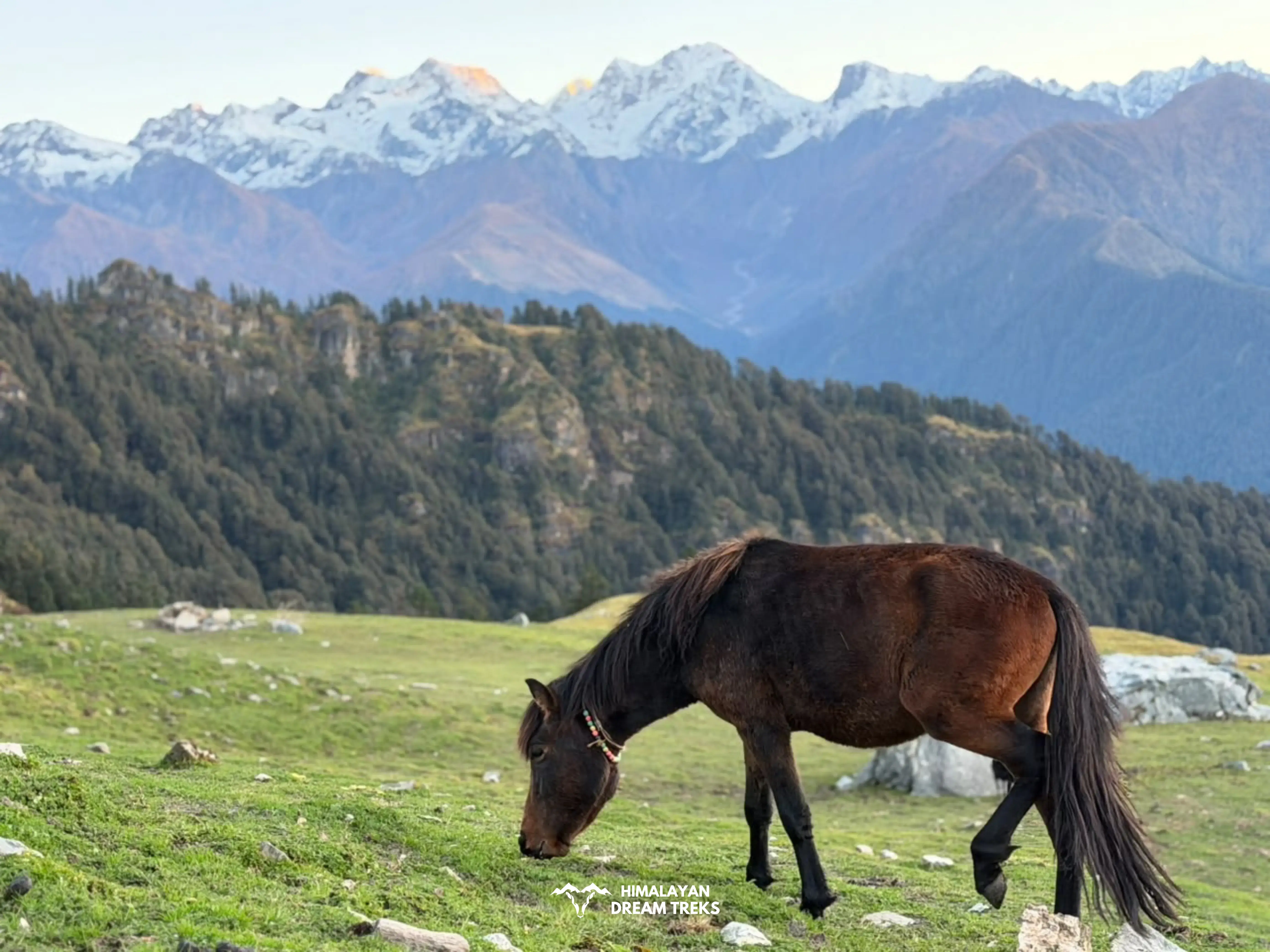 Horse grazing, Hampta Pass