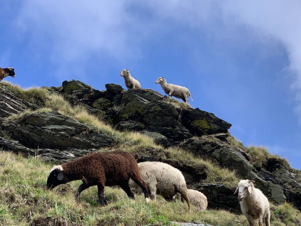 Sheeps grazing near Bakria Top